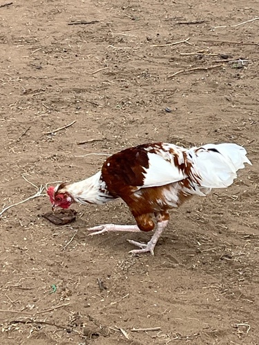 Domestic Chicken