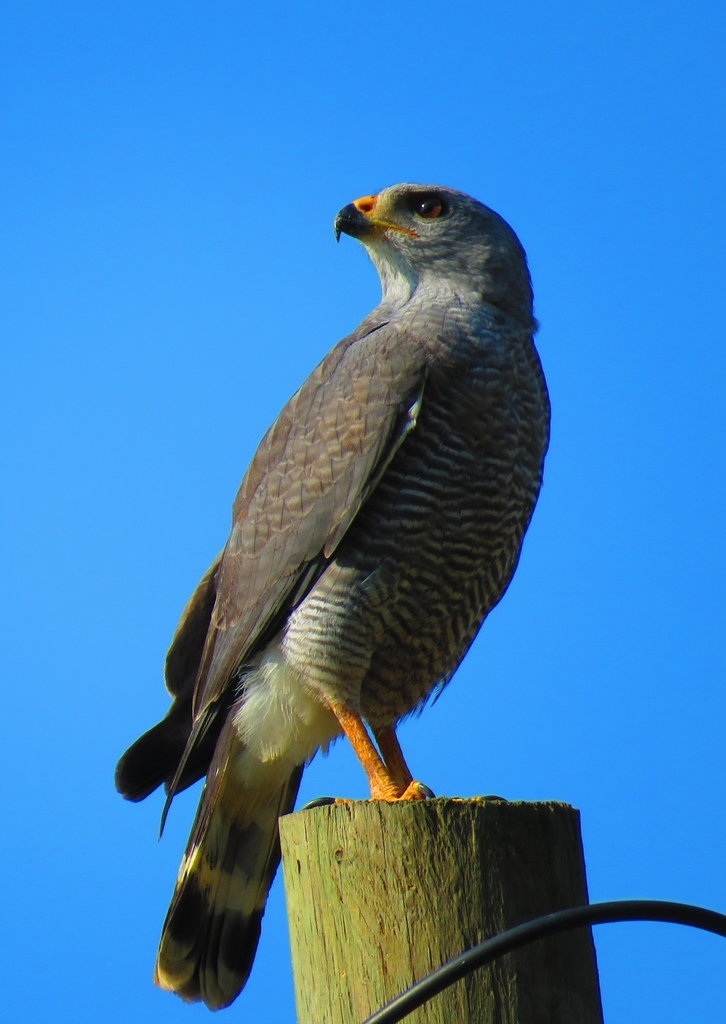 Gray Hawk from V-295, El Paraiso, Honduras on April 08, 2019 at 08:18 ...