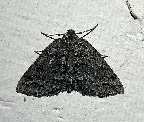 Hemnypia