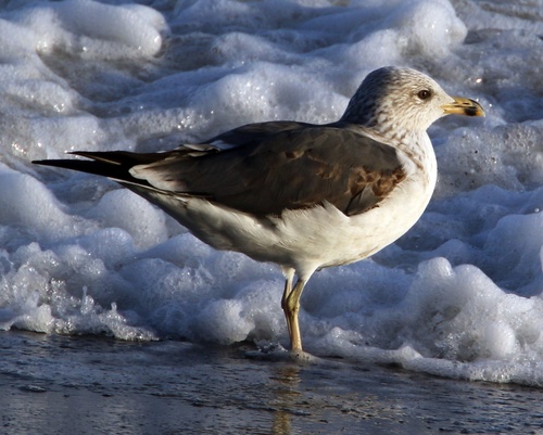 Lesser Black-backed Gull