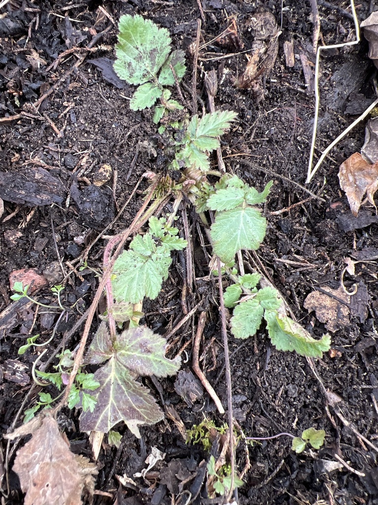 trailing blackberry from Silver Spring Blvd, Kunkletown, PA, US on