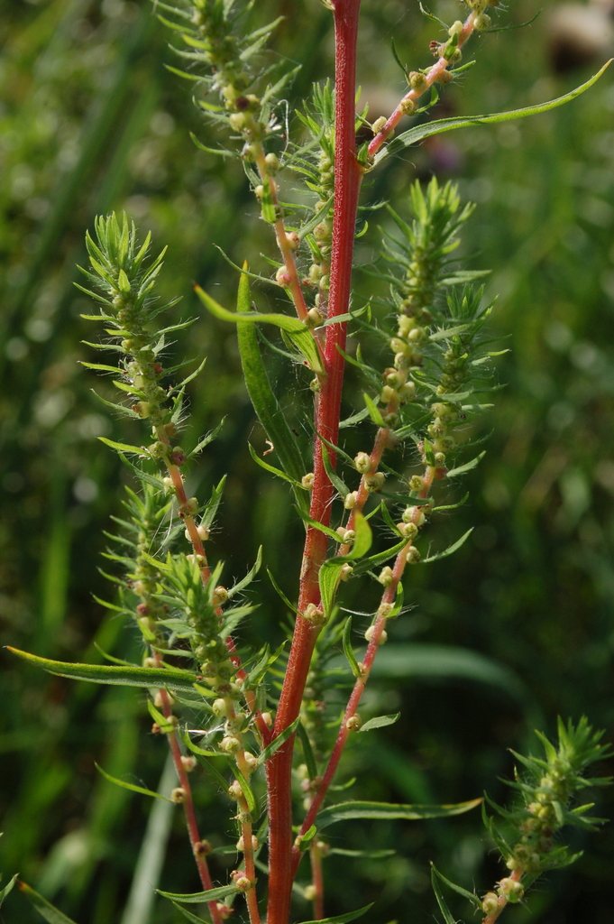 Bassia scoparia — a medium houseplant, prefers full sun light