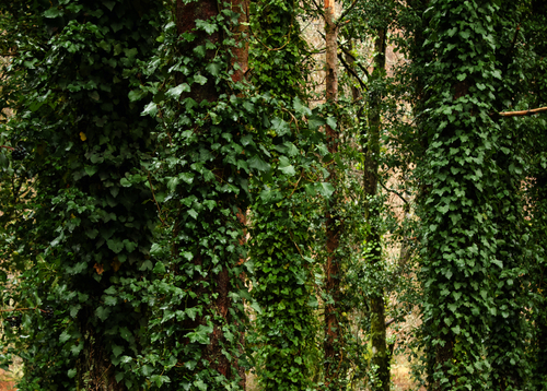 Atlantic Ivy