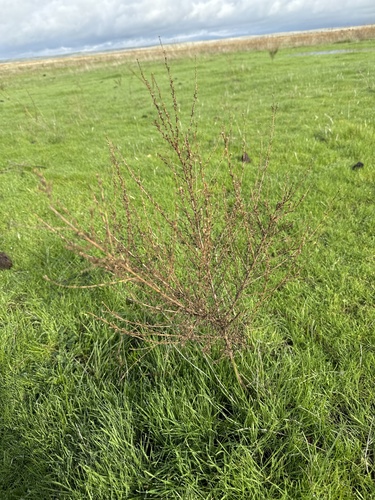 iNaturalist observation photo
