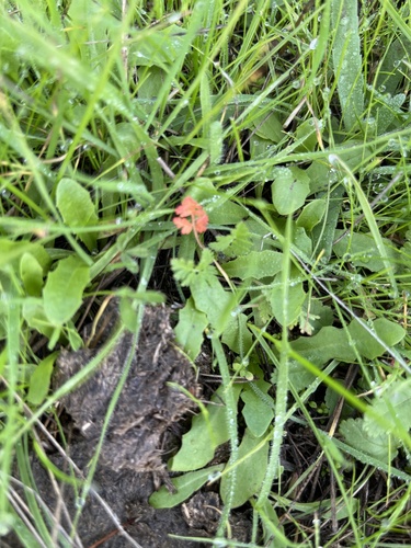 iNaturalist observation photo of Geranium family