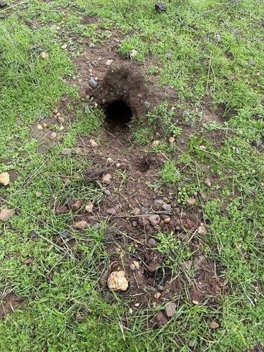 iNaturalist observation photo of Animals