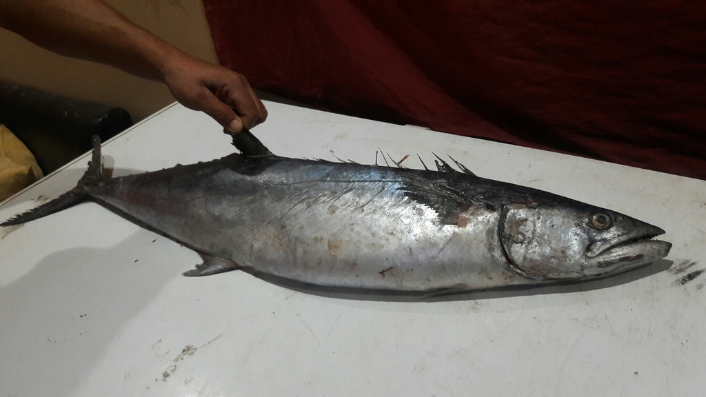 Monterrey Spanish Mackerel (Scomberomorus concolor) · iNaturalist