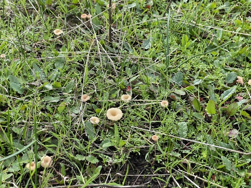 iNaturalist observation photo of rosy navel
