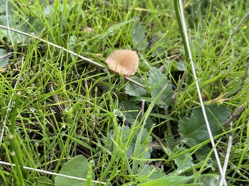 iNaturalist observation photo of rosy navel