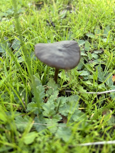 iNaturalist observation photo of Pinkgills