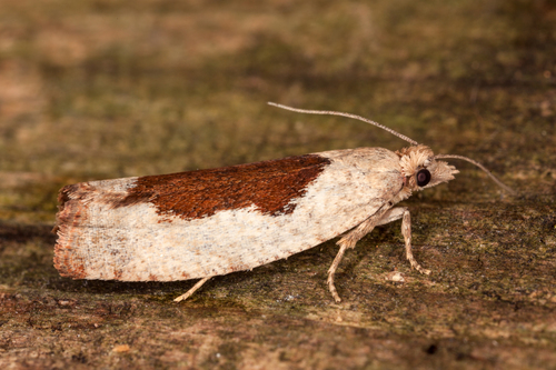Epinotia nuotrauka