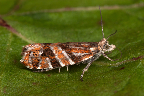 Epinotia nuotrauka