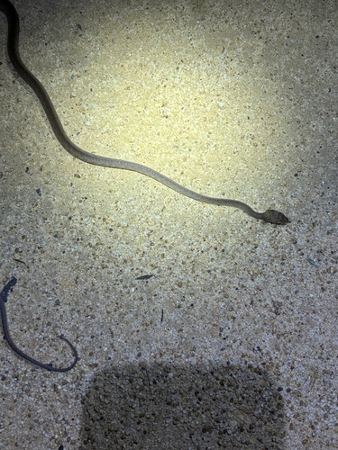 Brown Tree Snake sighting
