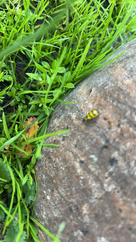 iNaturalist observation photo of Spotted Cucumber Beetle