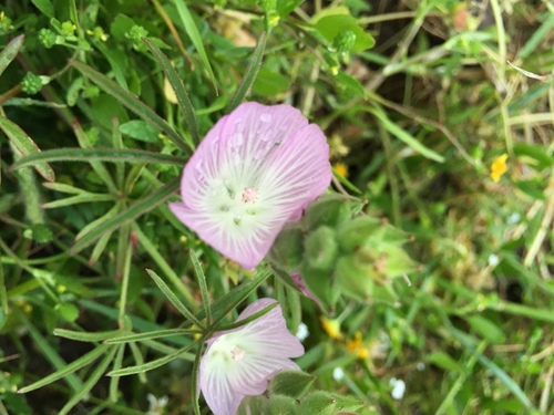 iNaturalist observation photo of Hairy Checkerbloom