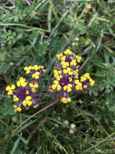 iNaturalist observation photo of butter-and-eggs