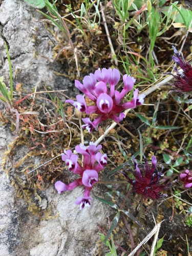 iNaturalist observation photo of tomcat clover
