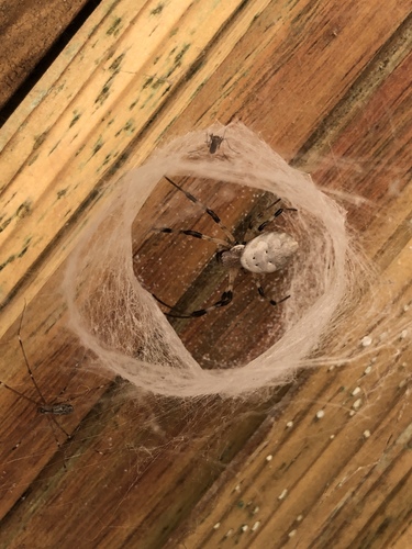 Madagascar Hermit Spider