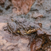 Canga Swamp Frog - Photo (c) Luiz Fernando Matos, all rights reserved, uploaded by Luiz Fernando Matos