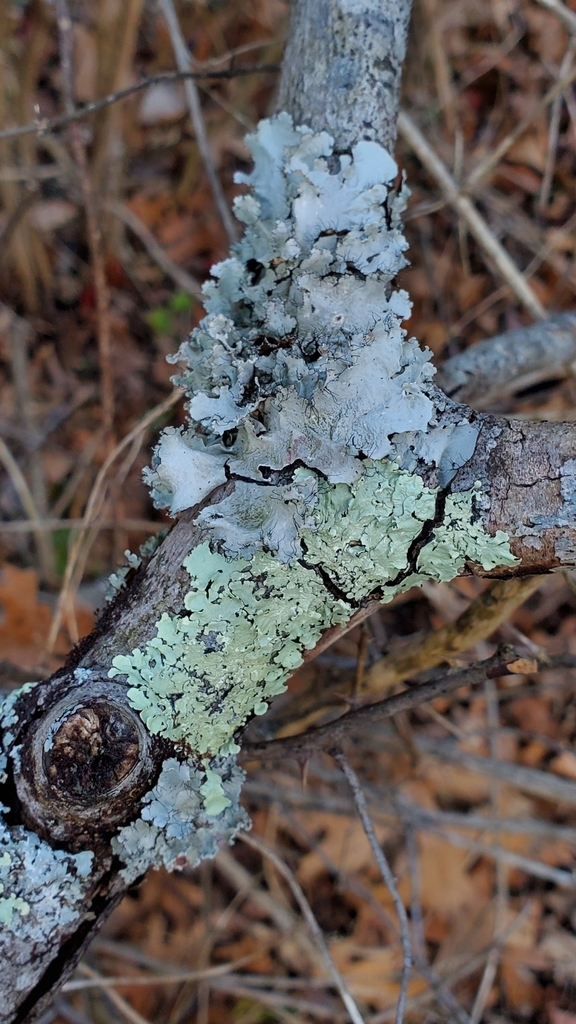 typical shield lichens from Mt Washington, Cincinnati, OH 45230, USA on ...