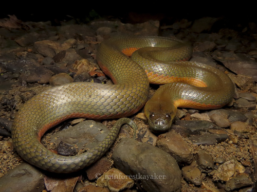Homalophis doriae