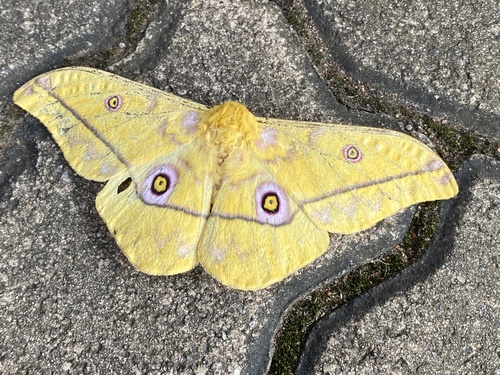 Nudaurelia petiveri