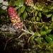 Echeveria rosea - Photo 由 Luis Reyes 所上傳的 (c) Luis Reyes，保留所有權利