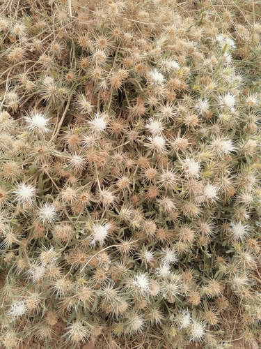 Centaurea perrottetii