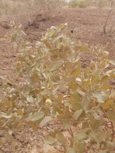 Guiera senegalensis