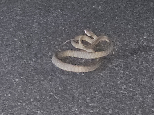 Brown Tree Snake sighting
