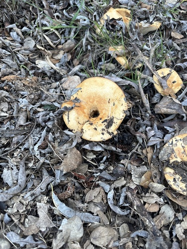 iNaturalist observation photo of golden milkcap