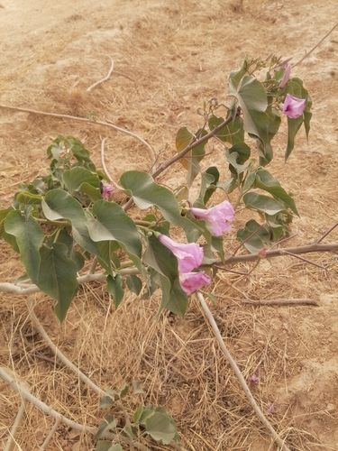 Ipomoea carnea fistulosa