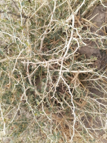 Ana tree