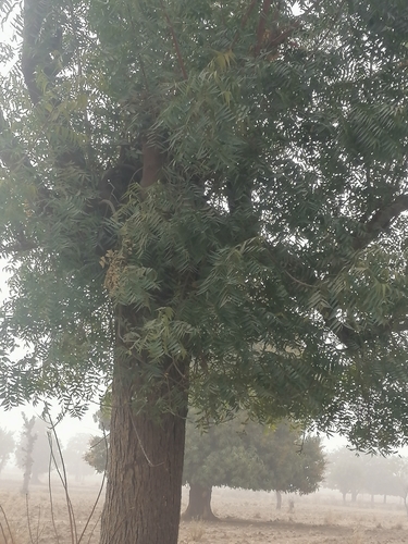 Neem