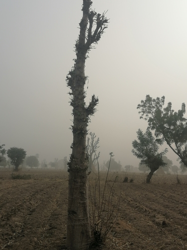 African baobab