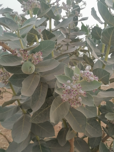 giant milkweed