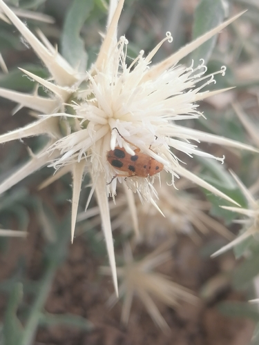 Nemognatha quinquemaculata