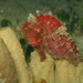 Observation photo