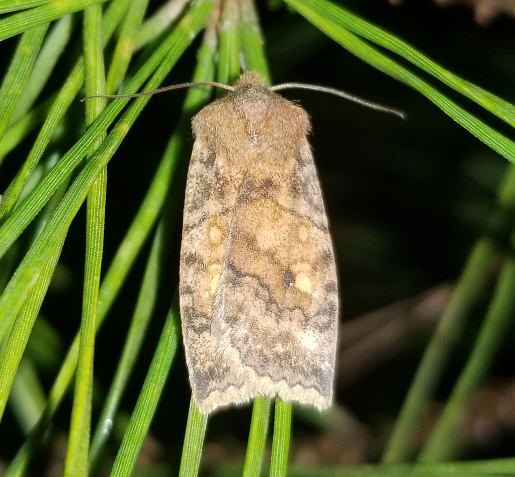 Three-spotted Sallow from Fentress County, TN, USA on February 2, 2024 ...