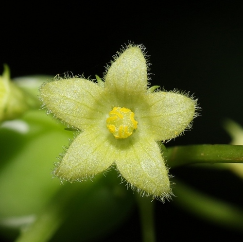 Native Bryony