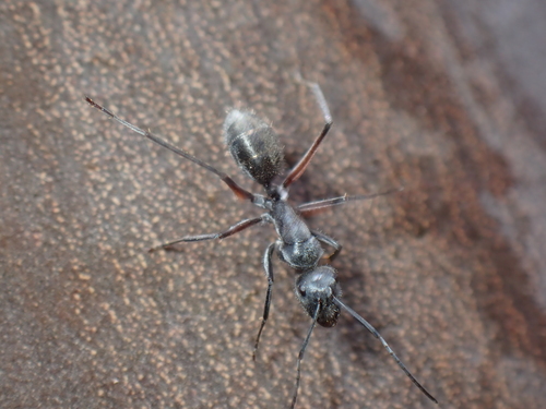 Camponotus cinereus notteraeCamponotus cinereus notterae