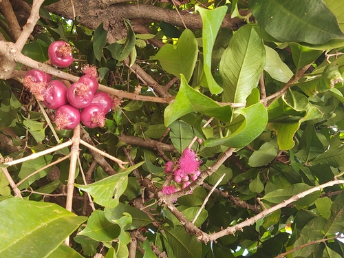 Malay Apple