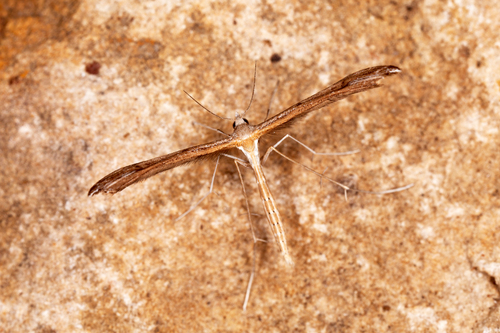 Stenoptilia annadactyla