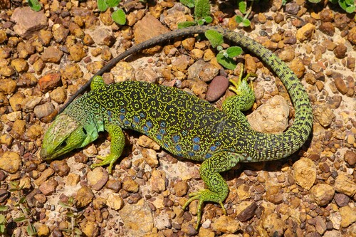 Ocellated Lizard
