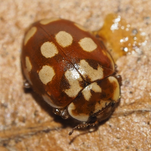Myrrha octodecimguttata (Linnaeus, 1758)