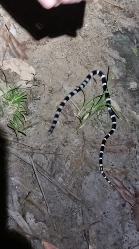 Eastern Bandy Bandy sighting