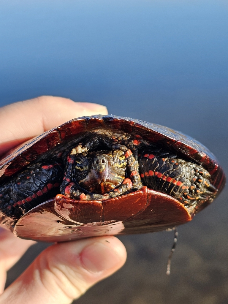 Painted Turtle in February 2024 by Ripley Kindervater · iNaturalist