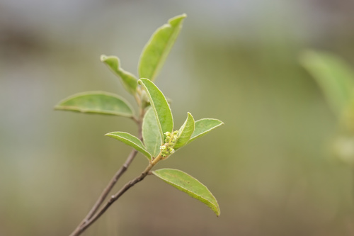 Croton hadrianii · iNaturalist United Kingdom