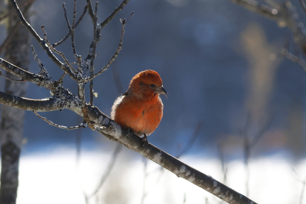 Red Crossbill From Nipissing District ON Canada On January 21 2024