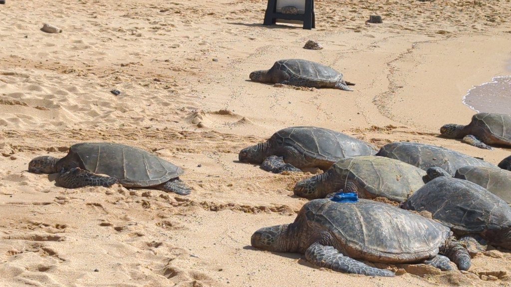 Green Sea Turtle In February 2024 By Matthew Fabian INaturalist   Large 